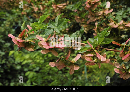 field maple, branch with leaves and fruits, springtime Stock Photo