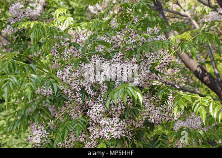 chinaberry tree in bloom, flowers, leaves and old fruits Stock Photo