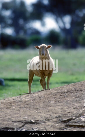 SHEEP ON THE SIDE OF A DAM IN RURAL NEW SOUTH WALES, AUSTRALIA. Stock Photo