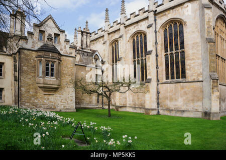 Newton's famous apple tree in Trinity Collage, Cambridge England. Stock Photo