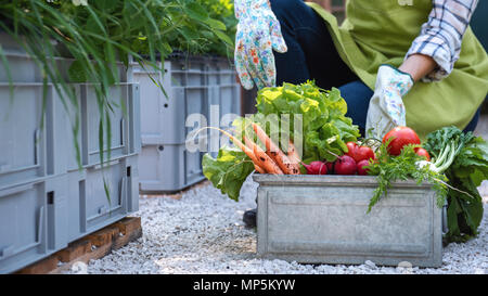 Unrecognisable female farmer holding crate full of freshly harvested vegetables in her garden. Homegrown bio produce concept. Small business owner. Stock Photo