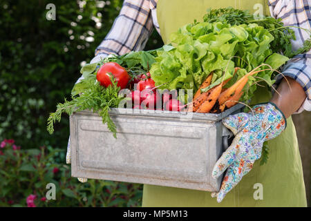 Unrecognisable female farmer holding crate full of freshly harvested vegetables in her garden. Homegrown bio produce concept. Sustainable living. Stock Photo