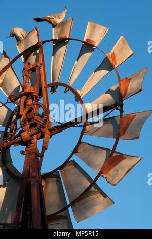 Quorn South Australia, Topknot pigeons on top of windmill in the late afternoon sun Stock Photo