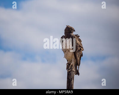 Martial eagle sitting on wooden electricity pylon looking over shoulder, Namibia, Africa Stock Photo