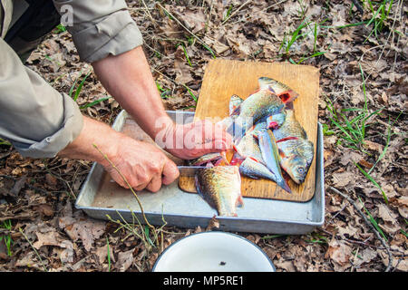 Old man cutting crucian fish on wooden board on nature Stock Photo