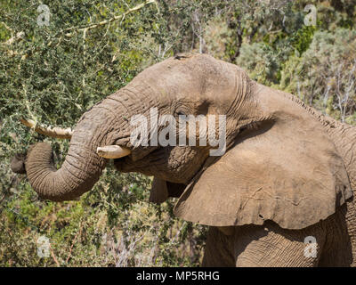 Portrait of male desert elephant feeding on tree in Hoarusib river bed, Namibia, Southern Africa Stock Photo