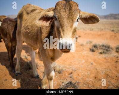 Portrait of single calf walking towards camera in Namib desert, Damaraland, Namibia, Southern Africa Stock Photo