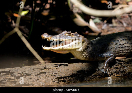 Cayman crocs on sale