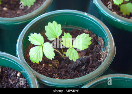 Green sprouts of young strawberry in dirty pots Stock Photo