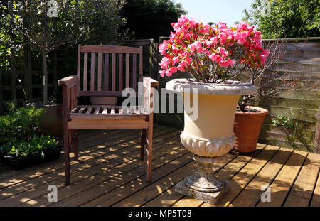 RHODODENDRON. AZALEA WINSOME IN A PEACEFUL SHADED GARDEN SEATING AREA Stock Photo