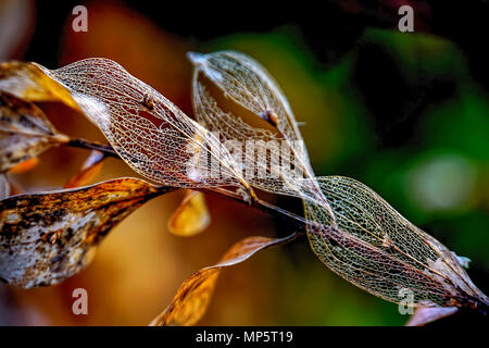 Close up of a dry decaying leaf. The vein structure can be seen Stock Photo