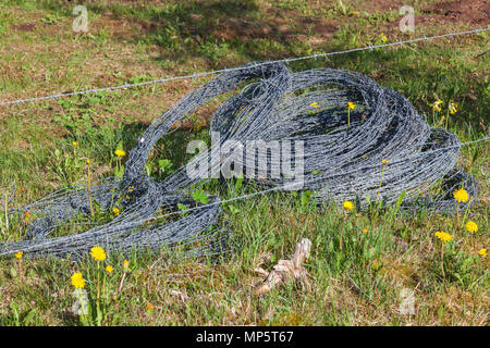Rolls of barbed wire on the meadow Stock Photo