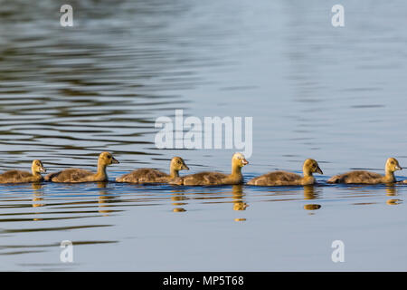 Greylag geese goslings swimming in a row Stock Photo
