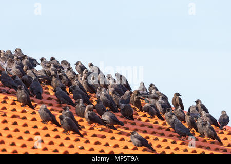 Jackdaws sitting in a flock on the roof Stock Photo