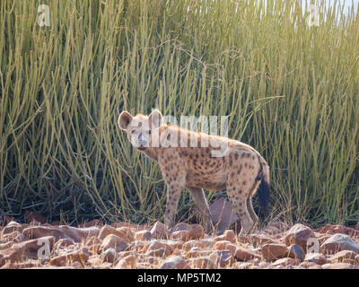 Portrait of spotted hyena standing in front of green desert bush looking into distance, Palmwag, Namibia, Africa Stock Photo