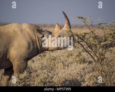 Portrait of large endangered black rhino feeding on small bush in Etosha National Park, Namibia, Africa Stock Photo