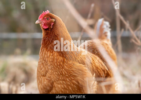 A reddish brown free range hen in Monmouthshire, Wales.