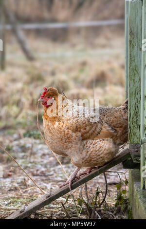 A light brown hen emerging from a hen house. Stock Photo