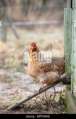 A light brown hen emerging from a hen house. Stock Photo