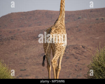 Lower part of African giraffe in front of rocky mountain, Palmwag Concession, Namibia, Africa Stock Photo