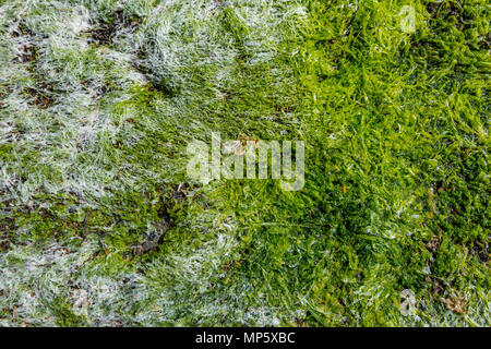 Seaweed on Sandpiper beach, Hornby Island, BC, Canada. Stock Photo
