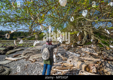 Oyster shells hung on tree branches, Sandpiper beach, Hornby Island, BC, Canada. Stock Photo