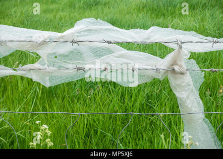 Plastic packaging (bubble wrap) on barbed wire fence. England. UK Stock Photo