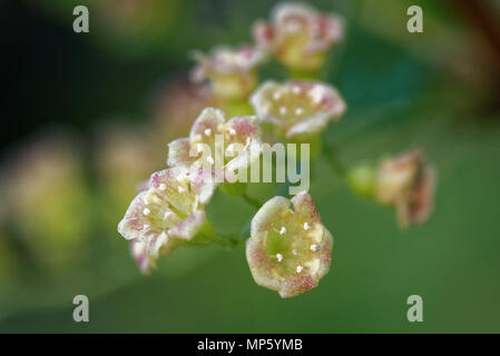 Blackcurrant (Ribes nigrum) is a woody shrub in the family Grossulariaceae grown for its piquant berries. Stock Photo