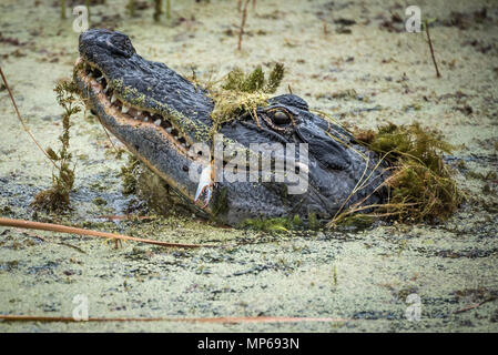 Florida alligator lifts his head above algae covered water to eat a freshly caught crab in the Guana River at Ponte Vedra Beach along Florida A1A. Stock Photo