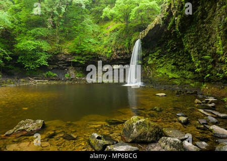 Sgwd Gwladus (Lady's Falls) waterfall on the Afon Pyrddin in the Bannau Brycheiniog (Brecon Beacons) National Park near Pontneddfechan, Powys, Wales. Stock Photo