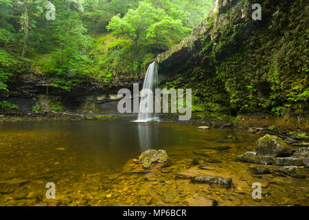 Sgwd Gwladus (Lady's Falls) waterfall on the Afon Pyrddin in the Bannau Brycheiniog (Brecon Beacons) National Park near Pontneddfechan, Powys, Wales. Stock Photo