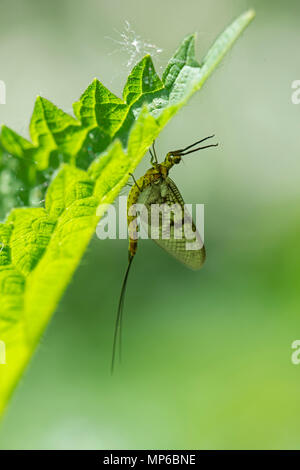 Mayfly: Ephemera danica. Surrey, UK. Stock Photo