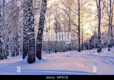 Winter Sunset in the birch forest. Pink sunlight among white trunks of birch trees Stock Photo