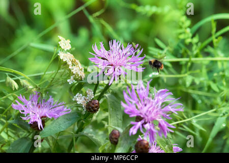 brown knapweed (Centaurea jacea) and stone bumblebee (Bombus lapidarius) flying over flower on edge of mixed forest Stock Photo