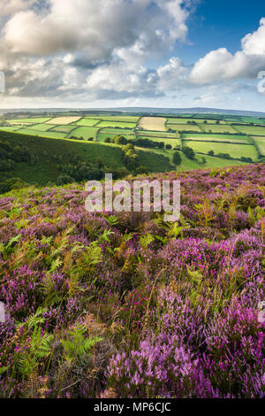 Common heather in late summer on Winsford Hill overlooking The Punchbowl. Exmoor National Park, Somerset, England. Stock Photo