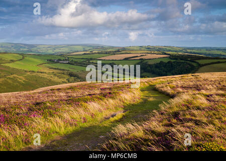 The South West Coast Path at Great Hangman in late summer in Exmoor National Park near Combe Martin, North Devon. Stock Photo