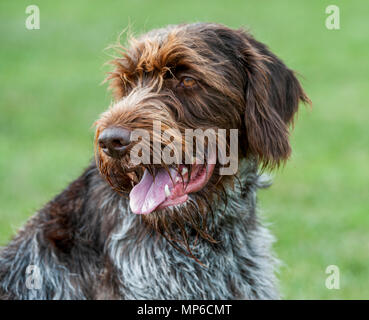 Korthals Griffon – Dog - A Wirehaired Pointing and hunting dog a popular hound used as a gundog in Europe Stock Photo