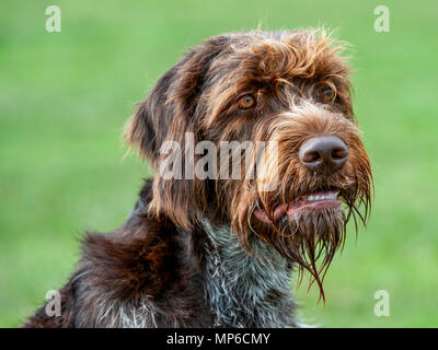 Korthals Griffon – Dog - A Wirehaired Pointing and hunting dog a popular hound used as a gundog in Europe Stock Photo
