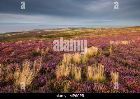 Bell and common heather in flower on Beacon Hill in the Quantock Hills overlooking the Bristol Channel in late summer. Weacombe, Somerset, England.