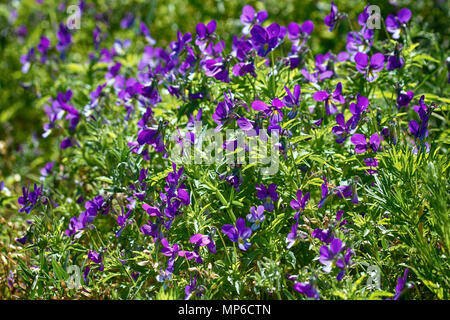 Blue marine violet (Viola odorata maritima) in middle of summer bloom in mass. Outer Islands of Gulf of Finland, Baltic Stock Photo