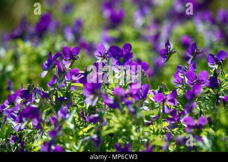 Blue marine violet (Viola odorata maritima) in middle of summer bloom in mass. Outer Islands of Gulf of Finland, Baltic Stock Photo