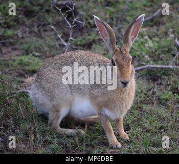 Black-naped Hare Stock Photo