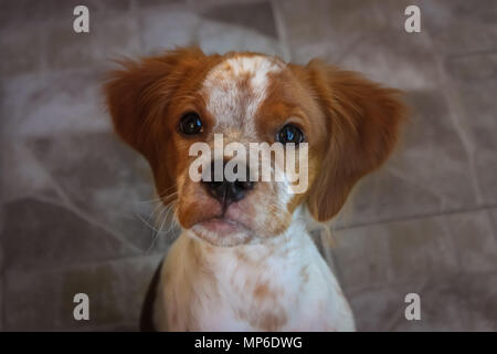 Portrait of four months old Brittany spaniel puppy. Stock Photo