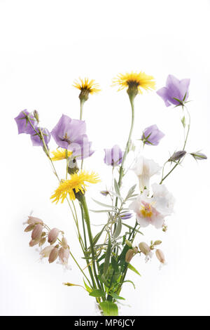 Summer composition. A border of wildflowers and herbs isolated on a ...