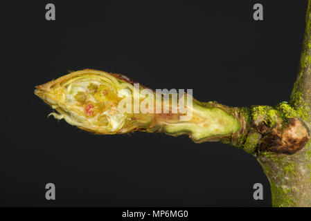 Section through a leaf and flower bud on an pear twig in late winter beginning to swell and starting to open Stock Photo