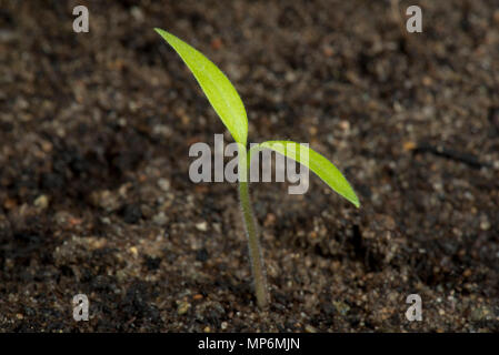 Gardeners delight, cherry tomato seedling just germinated with cotyledons above the soil Stock Photo