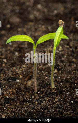 Gardeners delight, cherry tomato seedling just germinated with cotyledons above the soil Stock Photo