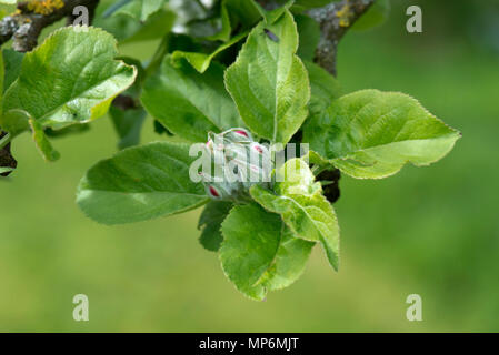 Flower buds among new leaves on an apple tree just showing red colour as they begin to open in spring, April Stock Photo
