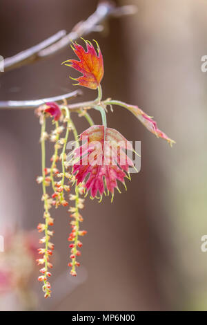 Young leaves and flowers of the California black oak tree (Quercus kelloggii) in spring, Yosemite National Park, California, United States. Stock Photo