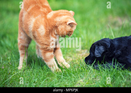 Little red kitten playing with little black Labrador retriever puppy on the grass in spring Stock Photo